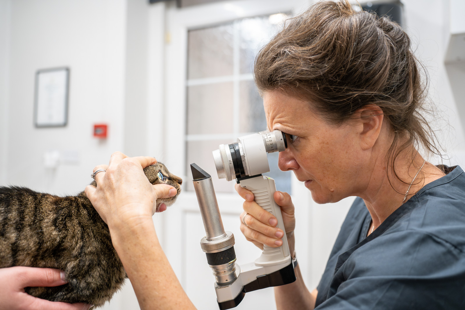 A veterinarian examines a tabby cats eye using an ophthalmoscope. The vet is focused, holding the device close to the cats face. The examination room is bright, with a blurred background.